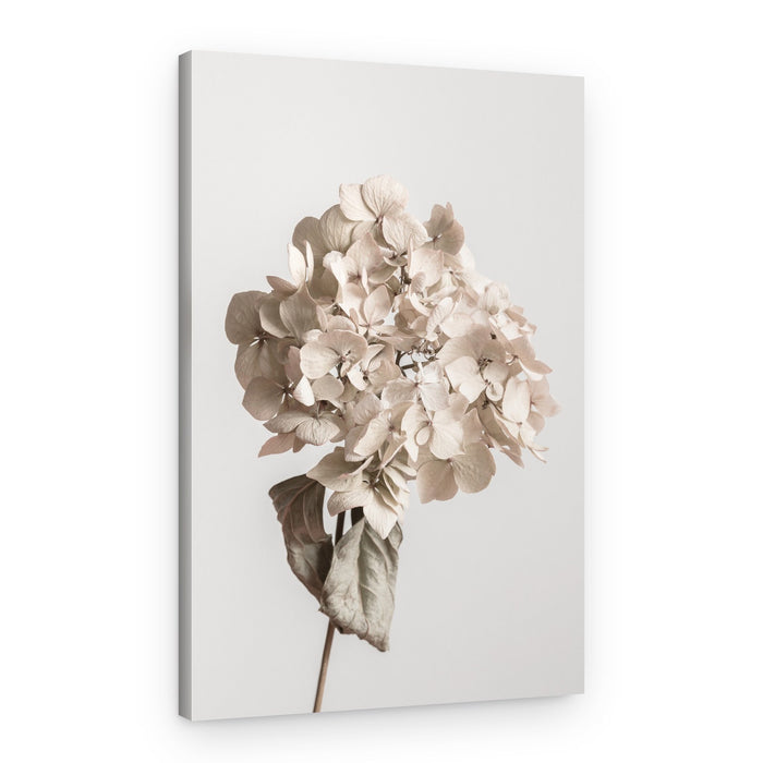 Soft Dried Hydrangea – Canvas Print