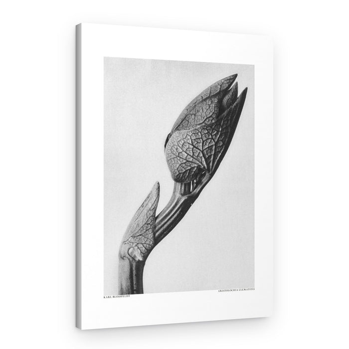 Aristolochia clematitis – Canvas Print