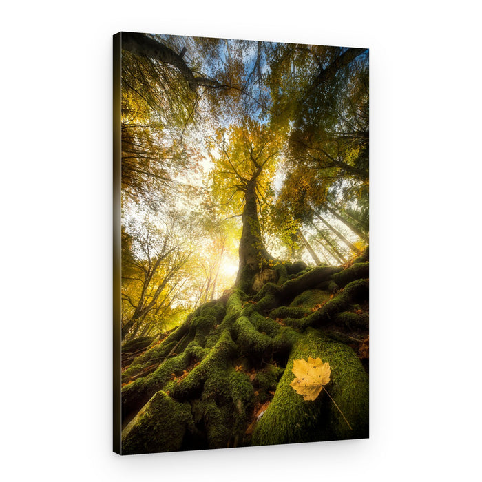 Golden Light Forest Roots – Canvas Print