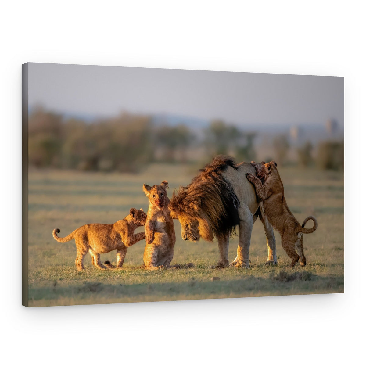 Playful Lion Cubs – Canvas Print