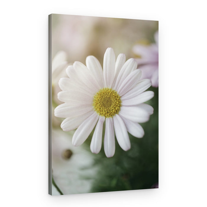 Fresh Daisy Bloom – Canvas Print