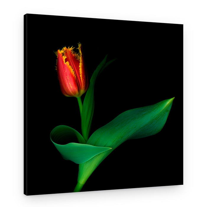 Elegant Fringed Tulip – Canvas Print