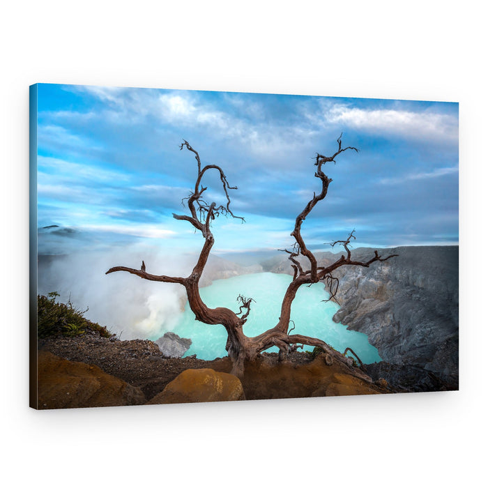 Gnarled Tree Crater Lake – Canvas Print
