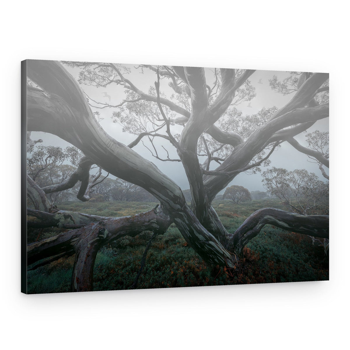 Gnarled Forest Mist – Canvas Print