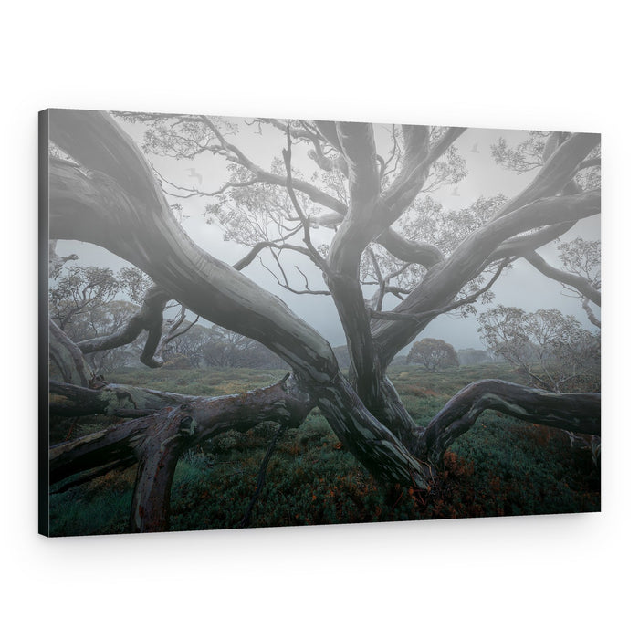 Gnarled Forest Mist – Canvas Print