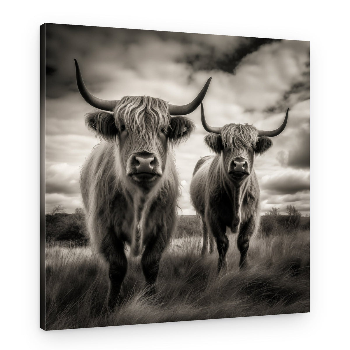 Majestic Highland Cows – Canvas Print