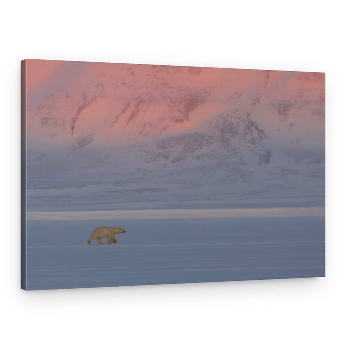Pink Arctic Polar Bear – Canvas Print