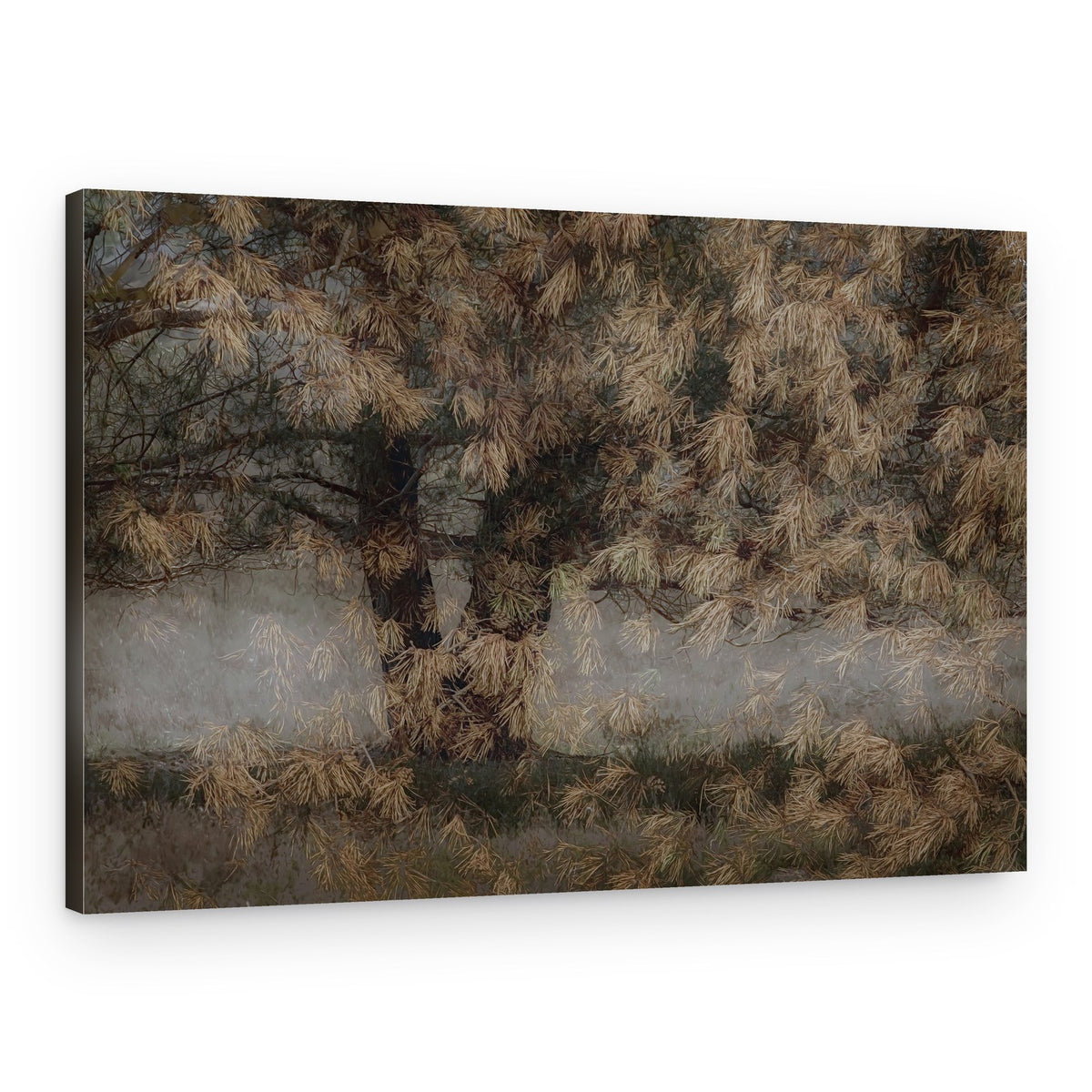 Pine tree – Canvas Print