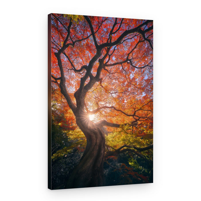 Red Maple Sunburst – Canvas Print
