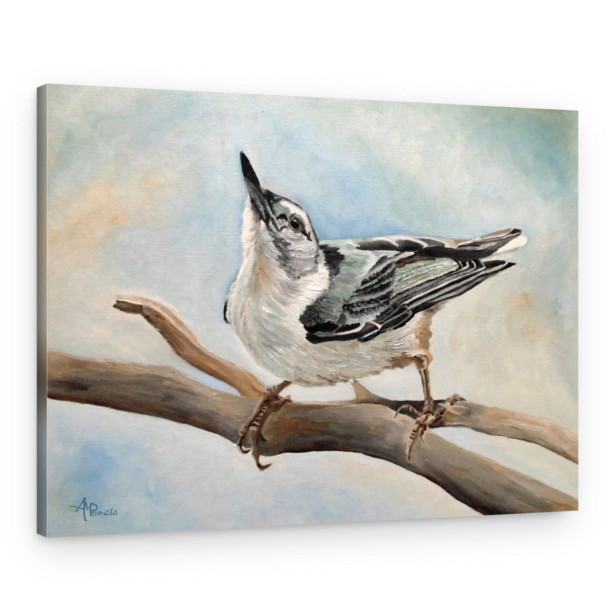Nuthatch On Branch – Canvas Print