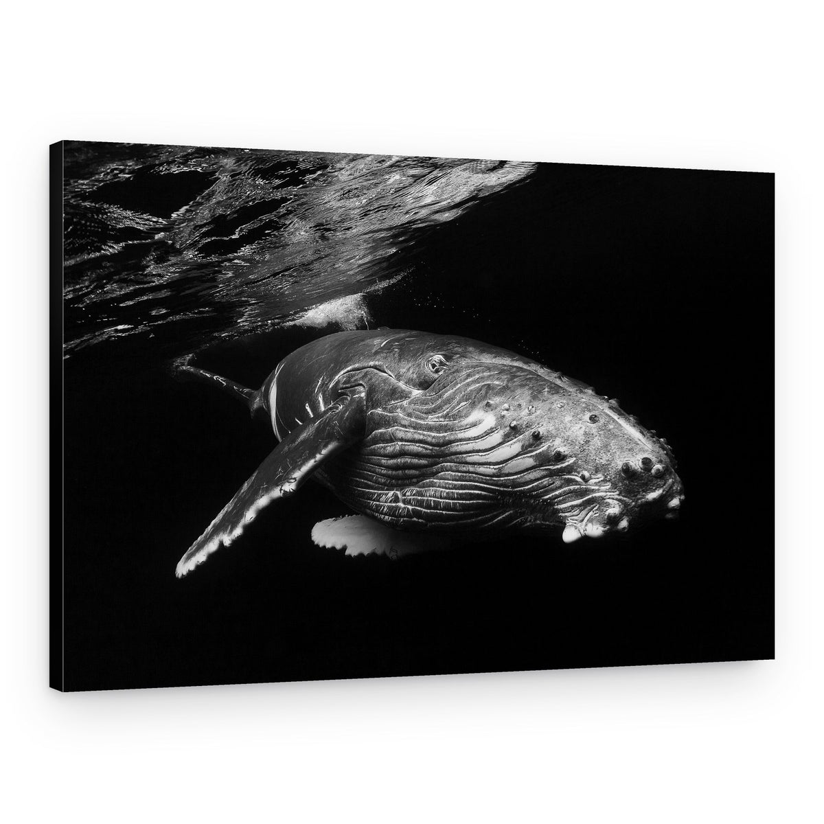 Humpback Whale Dark Waters – Canvas Print