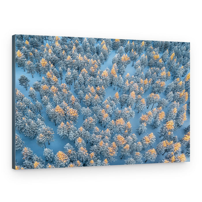 Golden Winter Forest – Canvas Print