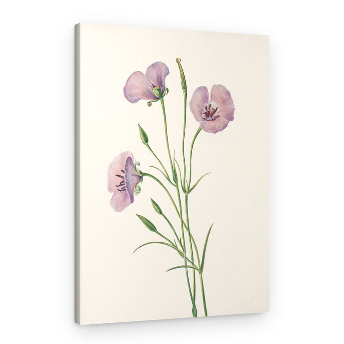 Lilac Mariposa From North American Wildflowers (1925) By Mary Vaux Walcott – Canvas Print