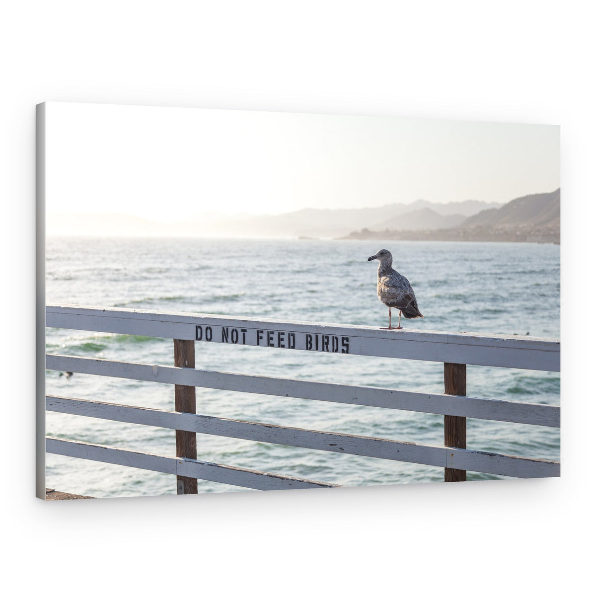 Do not feed birds – Canvas Print