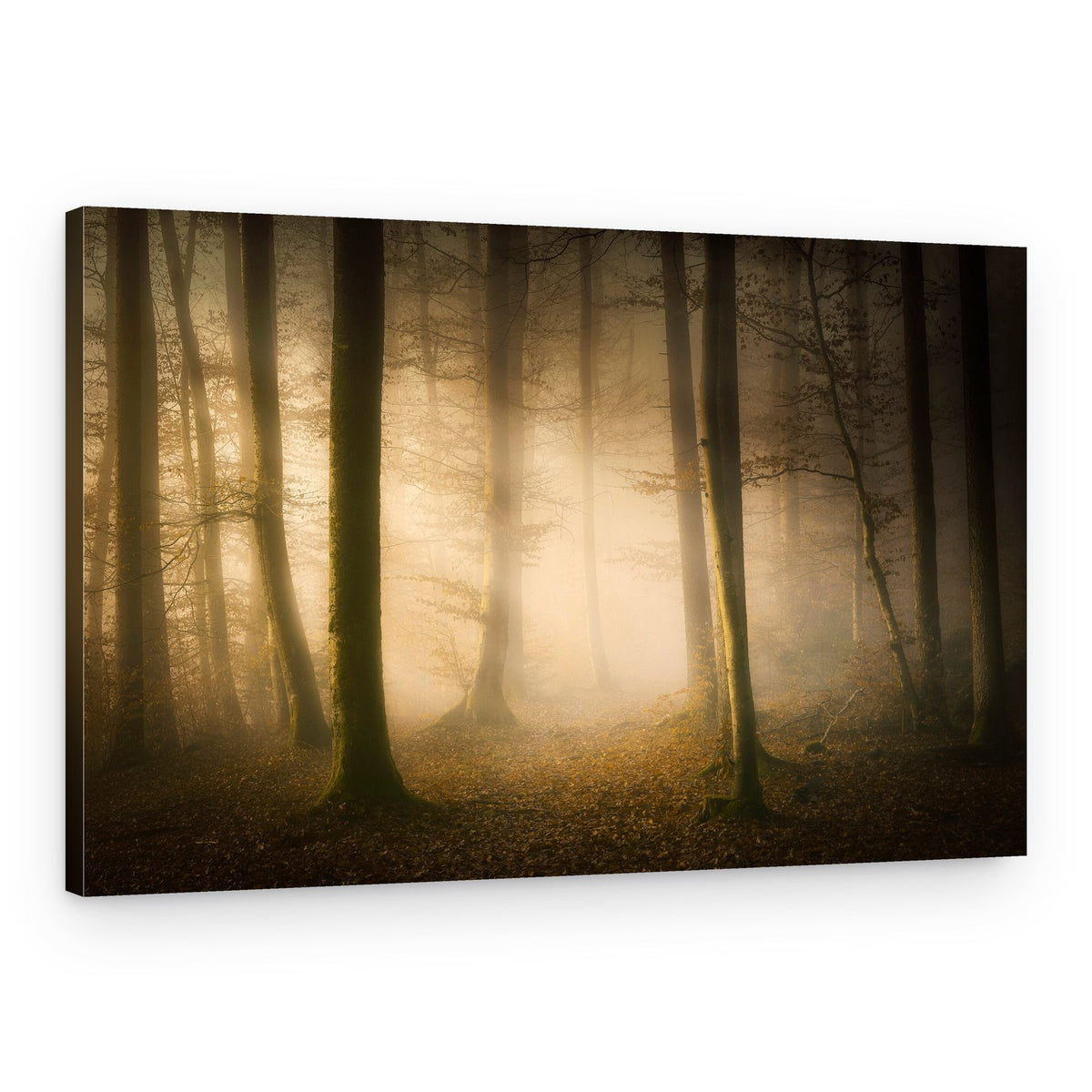 Misty Forest Light – Canvas Print