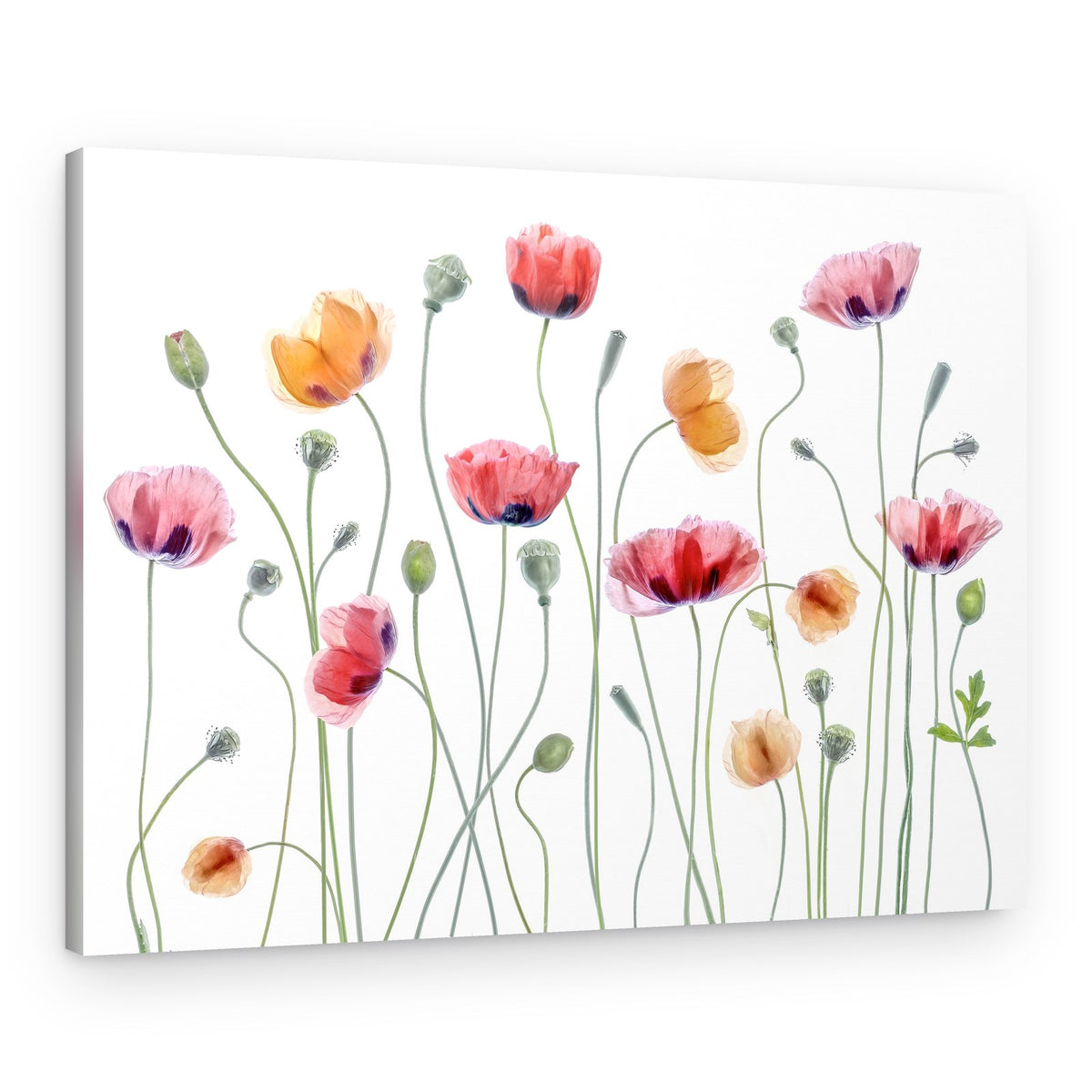 Papaver party – Canvas Print