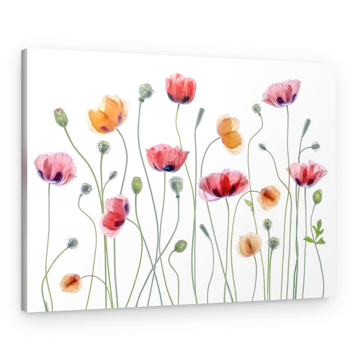 Papaver party – Canvas Print