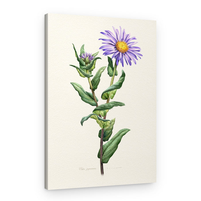 Purple Aster Botanical Study – Canvas Print