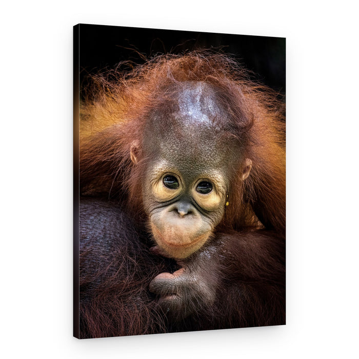 Cute Baby Orangutan Portrait – Canvas Print