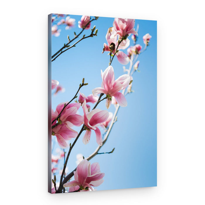 Pink Magnolia Blossoms – Canvas Print
