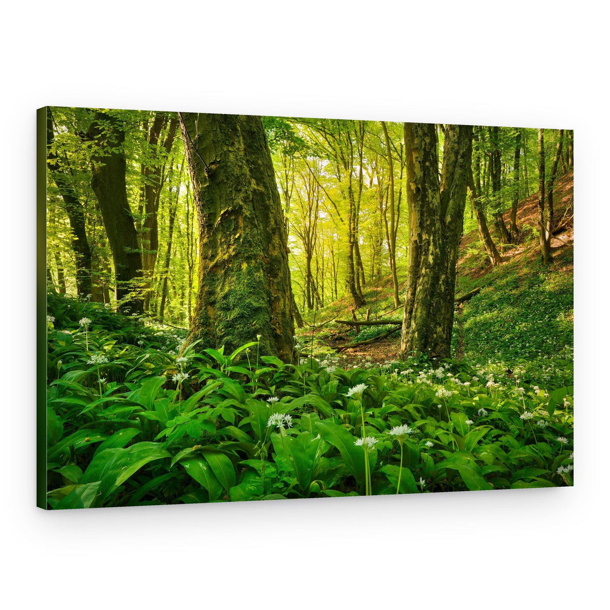 Sunlit Wild Garlic Forest – Canvas Print