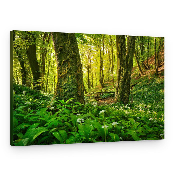 Sunlit Wild Garlic Forest – Canvas Print