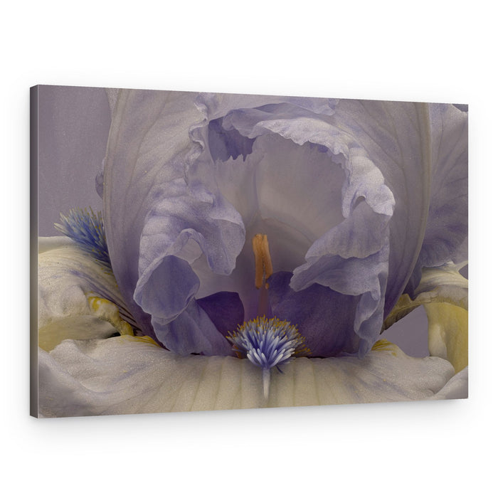 Soft Lavender Iris – Canvas Print