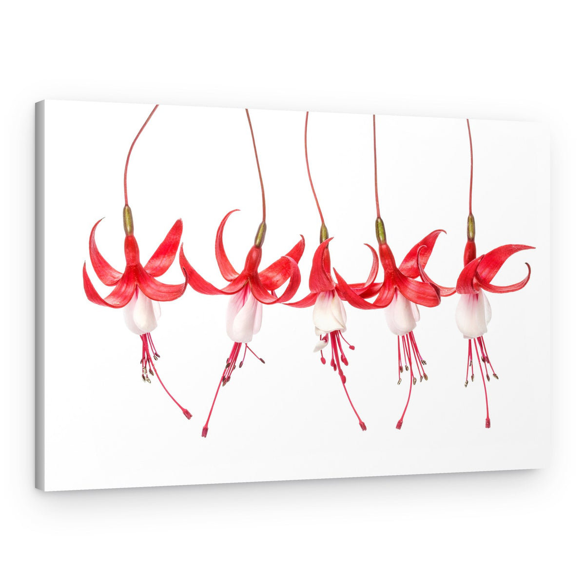Fuchsia – Canvas Print