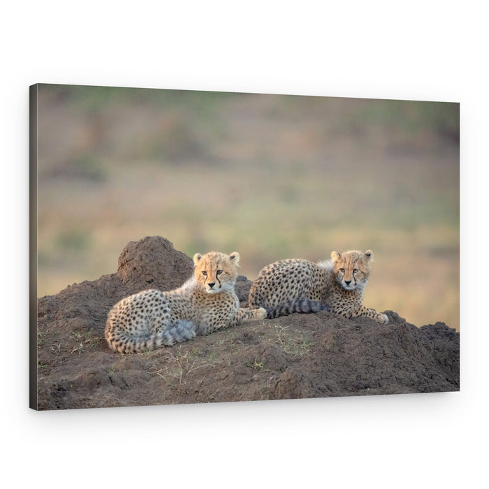 Curious Cheetah Cubs – Canvas Print