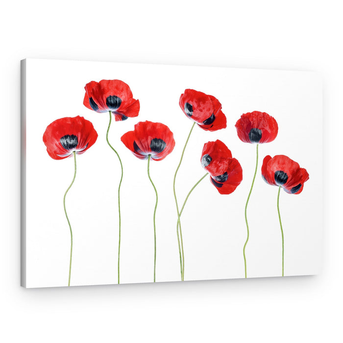 Ladybird Poppies – Canvas Print