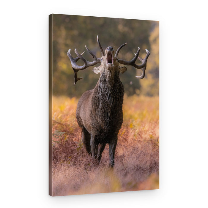 Roaring Red Stag – Canvas Print