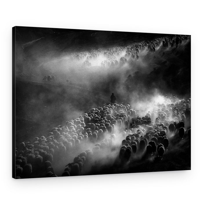 Dusty Sheep Migration – Canvas Print