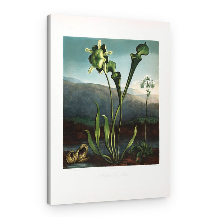 American Bog Plants from The Temple of Flora (1807) – Canvas Print