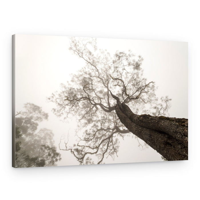Ethereal Foggy Tree – Canvas Print