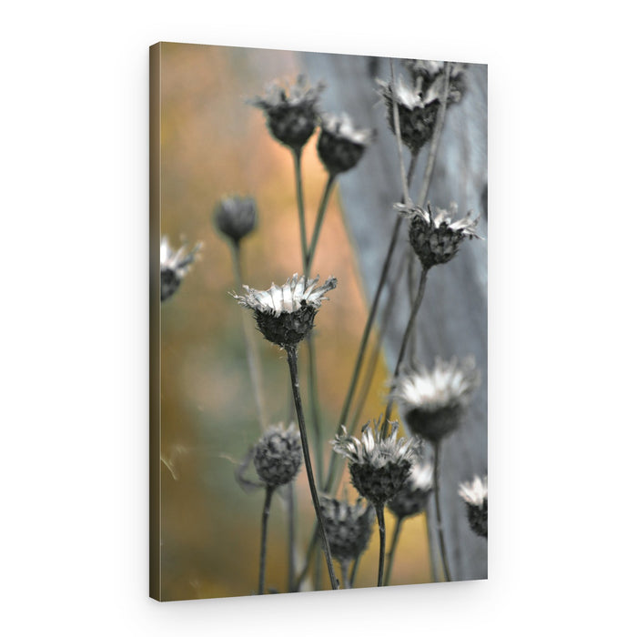 Muted Garden Thistles – Canvas Print