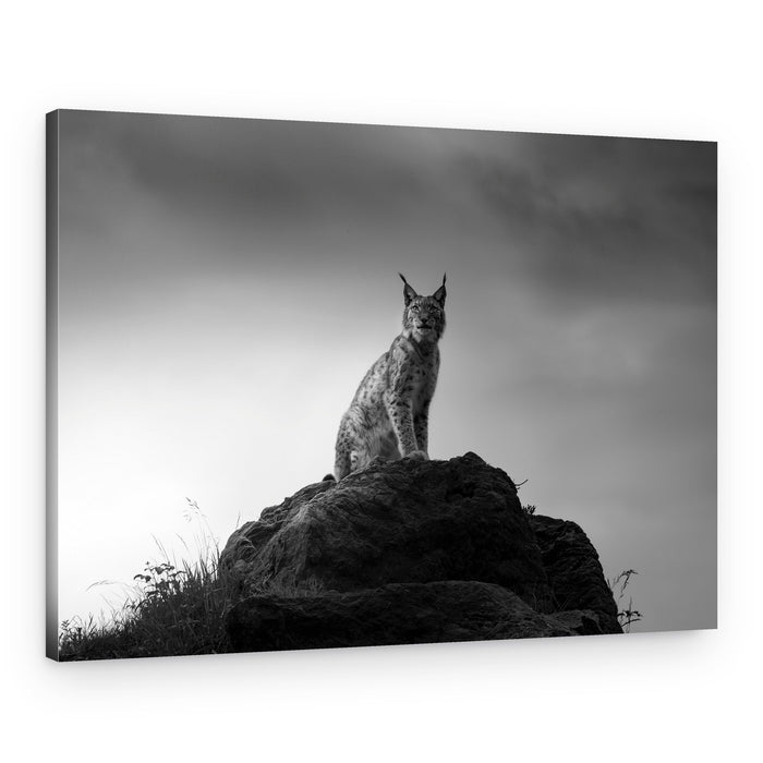 Majestic Lynx on Rock – Canvas Print