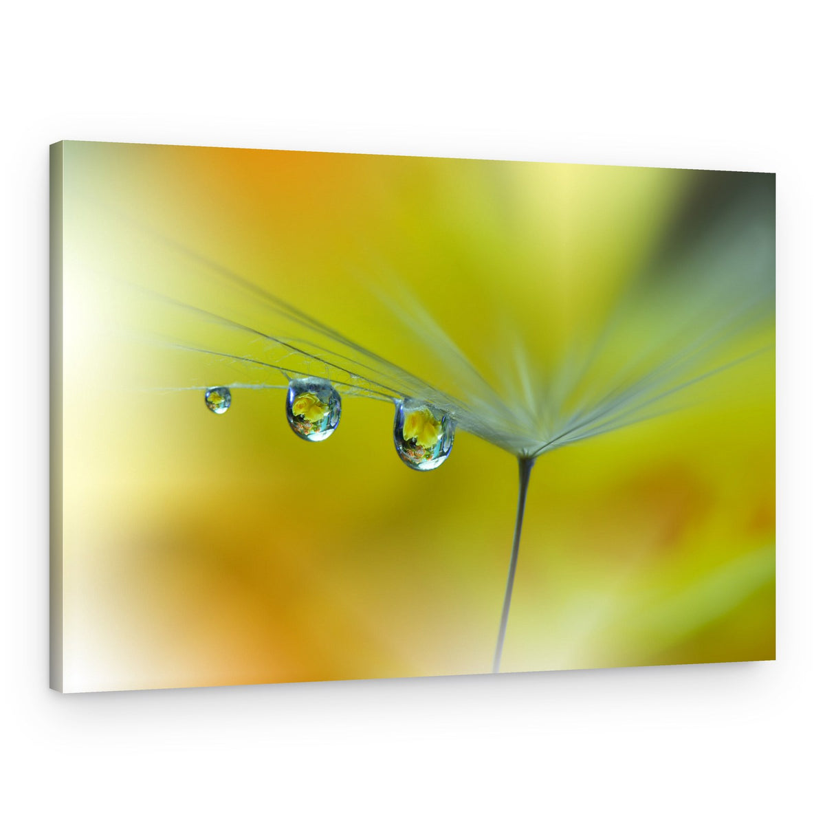 Yellow Dandelion Reflections – Canvas Print