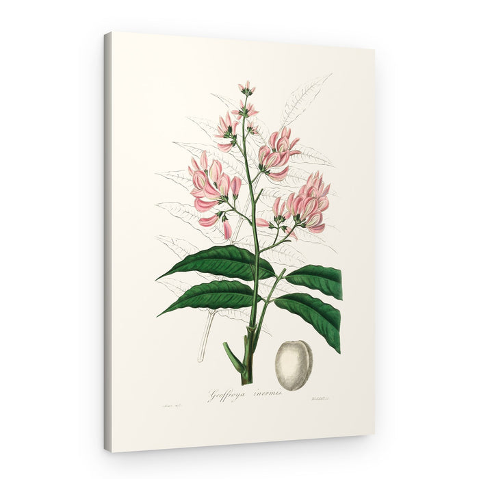 Geoffroya Inermis Medical Botany – Canvas Print