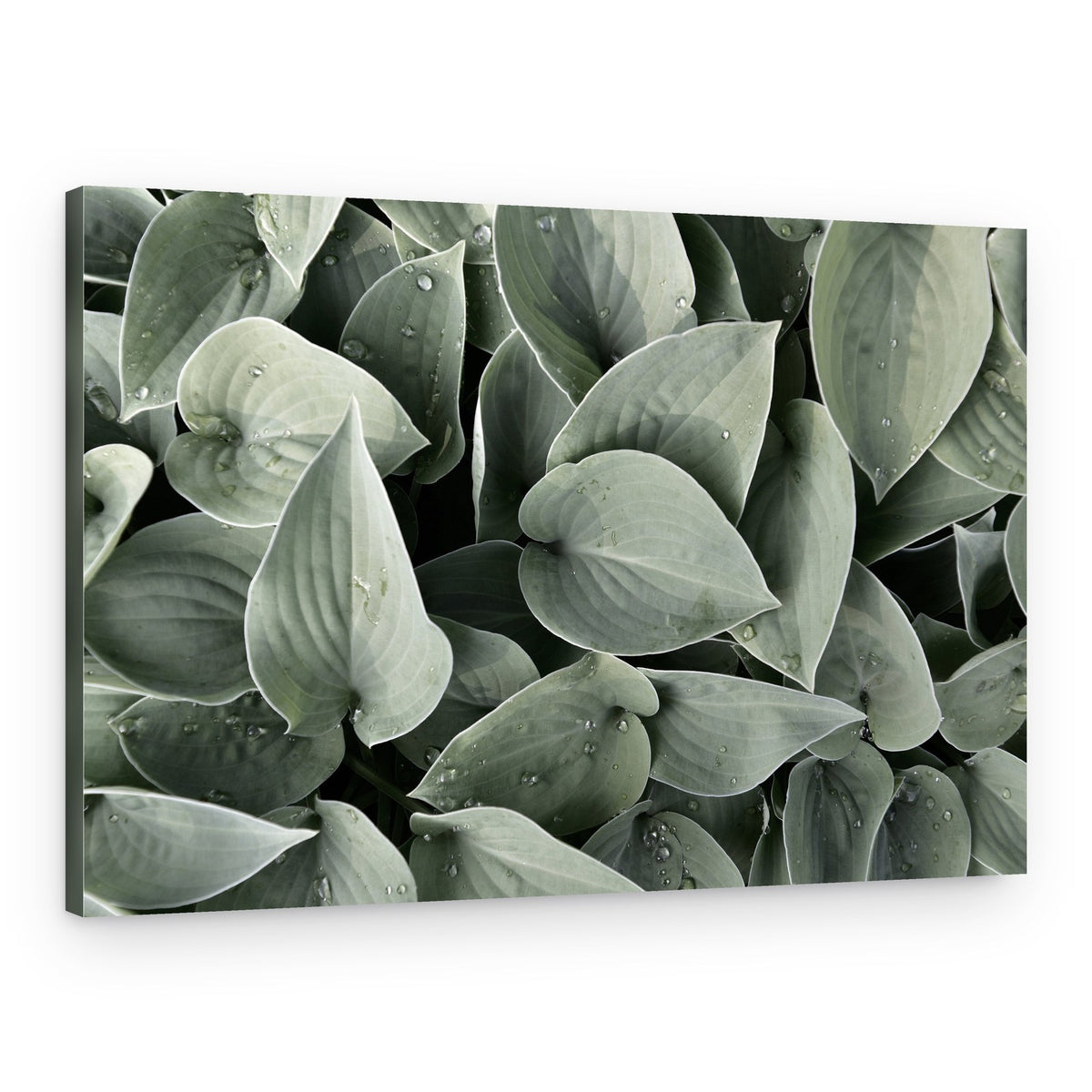 Dewy Hosta Leaves – Canvas Print