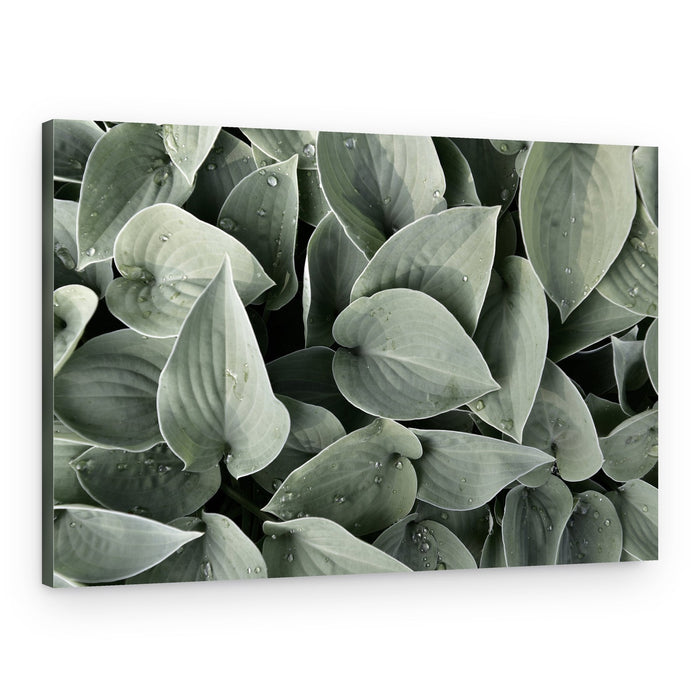 Dewy Hosta Leaves – Canvas Print