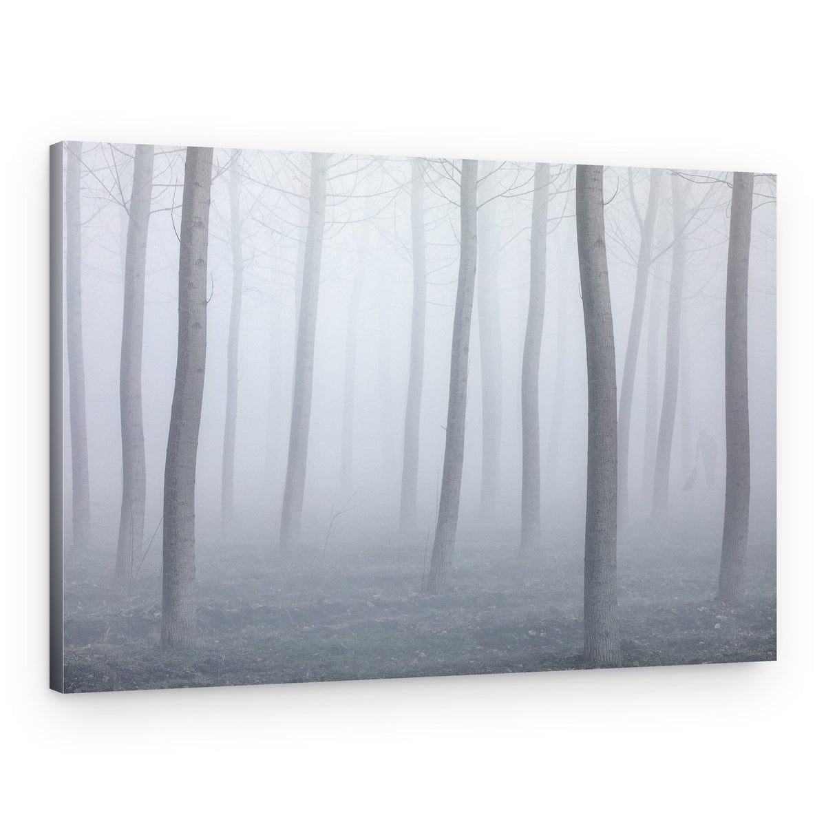 Foggy Forest Walk – Canvas Print