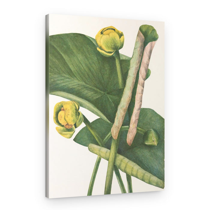 Spatterdock From North American Wildflowers (1925) By Mary Vaux Walcott – Canvas Print