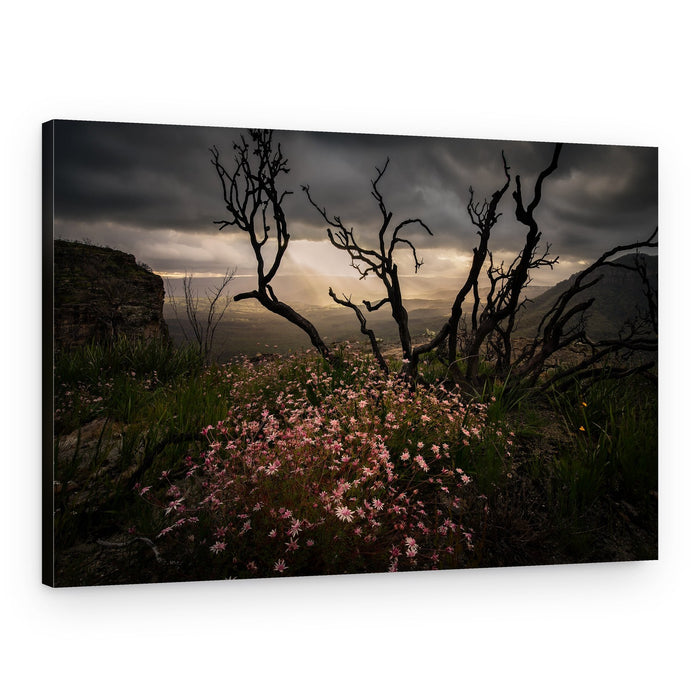 Dramatic Bloom Valley View – Canvas Print