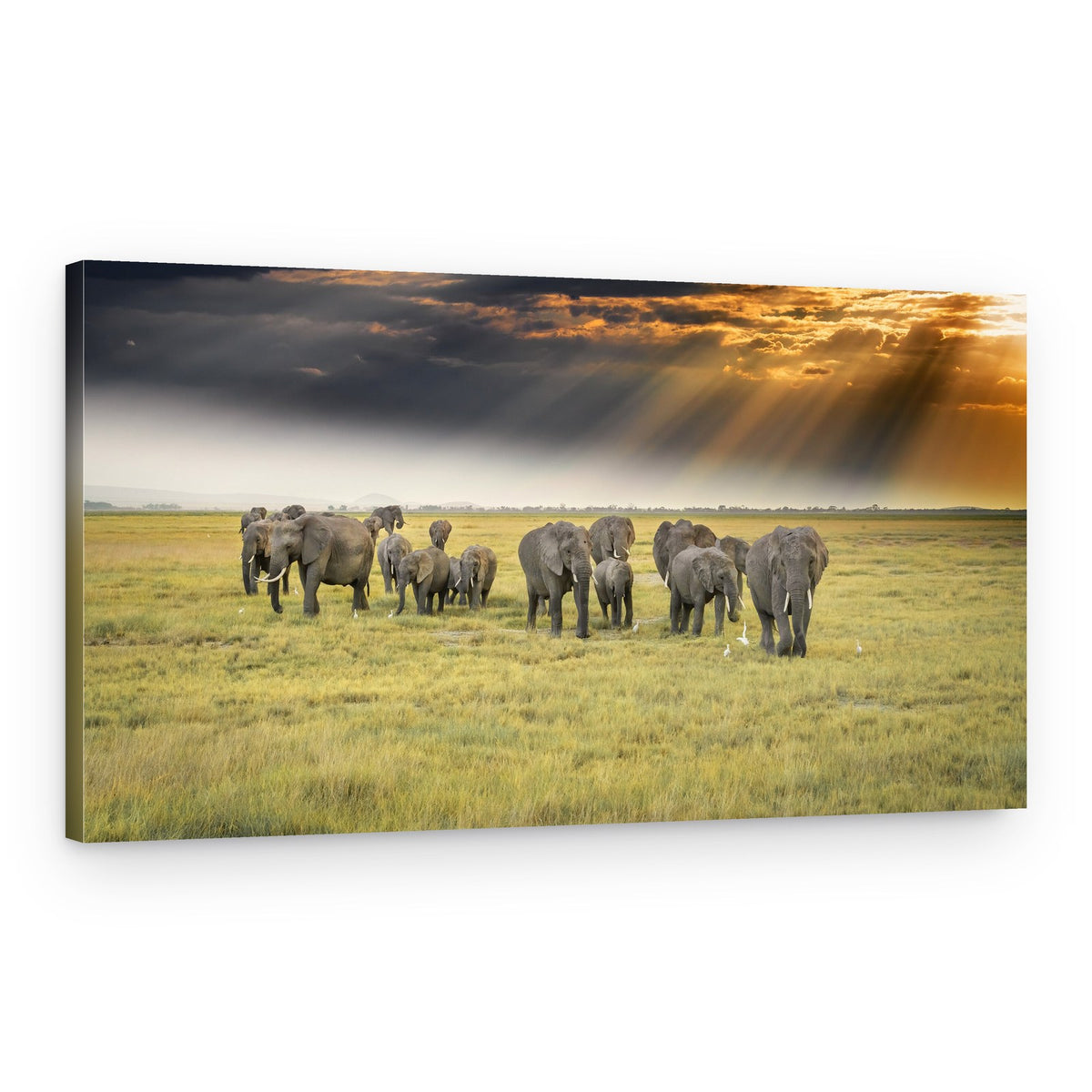 Elephants In Golden Light – Canvas Print