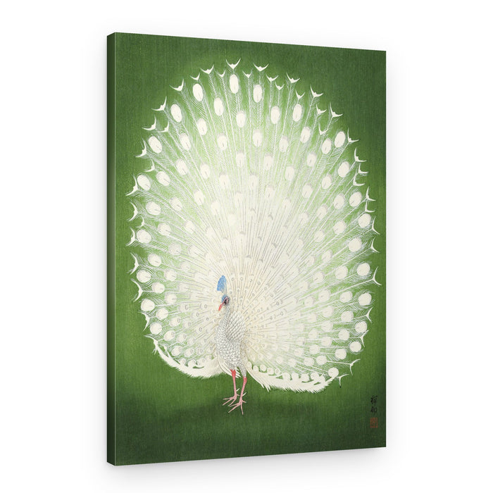 Peacock 50x70 – Canvas Print