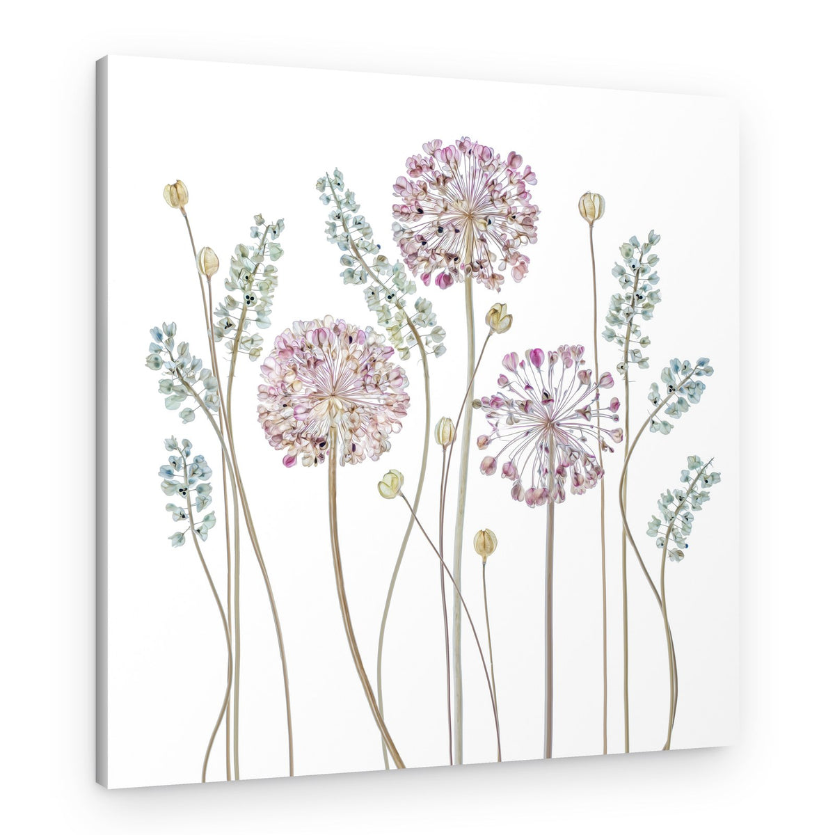 Allium – Canvas Print