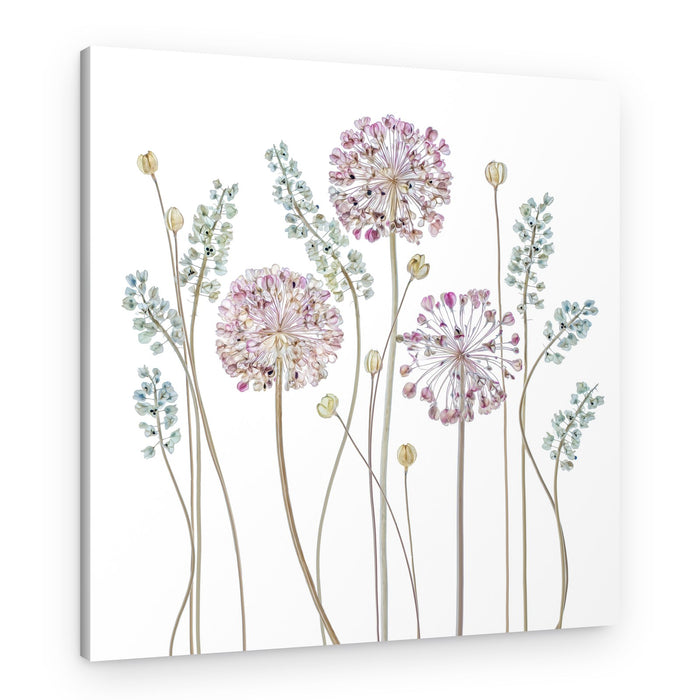 Allium – Canvas Print