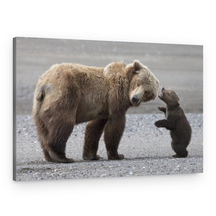 Grizzly Mother And Cub – Canvas Print