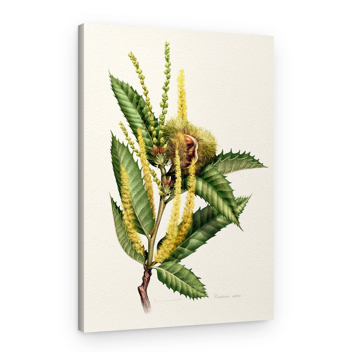 Sweet Chestnut Study – Canvas Print