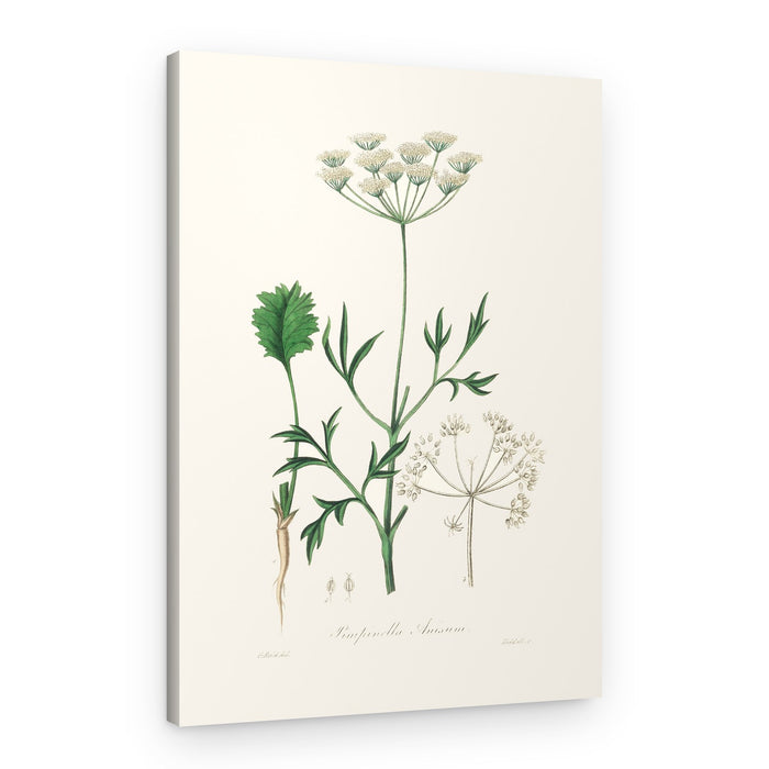 Aniseed (pimpinella Anisum) Medical Botany – Canvas Print